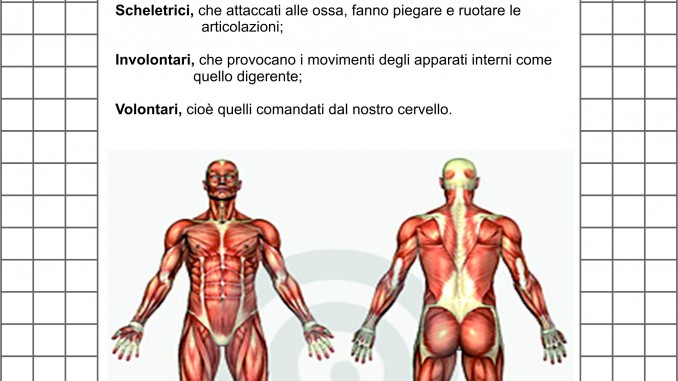 Classe Quinta Scienze L Apparato Muscolare Schede E Verifica Da Scaricare