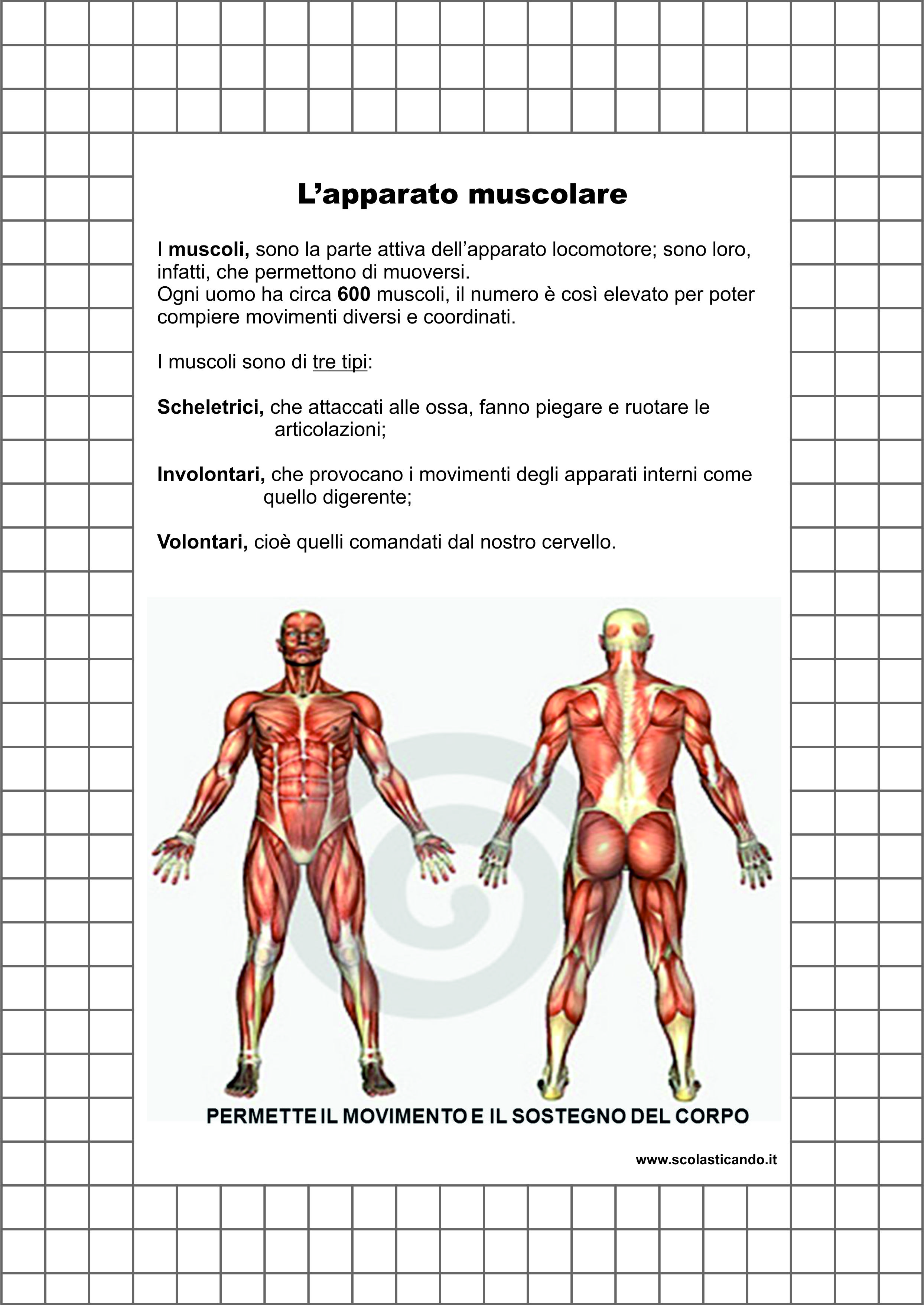 Classe Quinta Scienze L Apparato Muscolare Schede E Verifica Da Scaricare