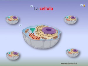 lacellula