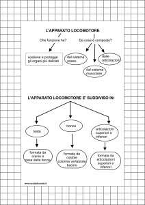 apparato-locomotore-mappa-concettuale