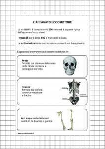 apparato-locomotore1