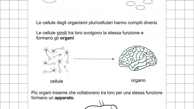 Classe Quinta Scienze Dalla Cellula All Organismo I Tessuti Gli Apparati Verifica Schede Da Scaricare