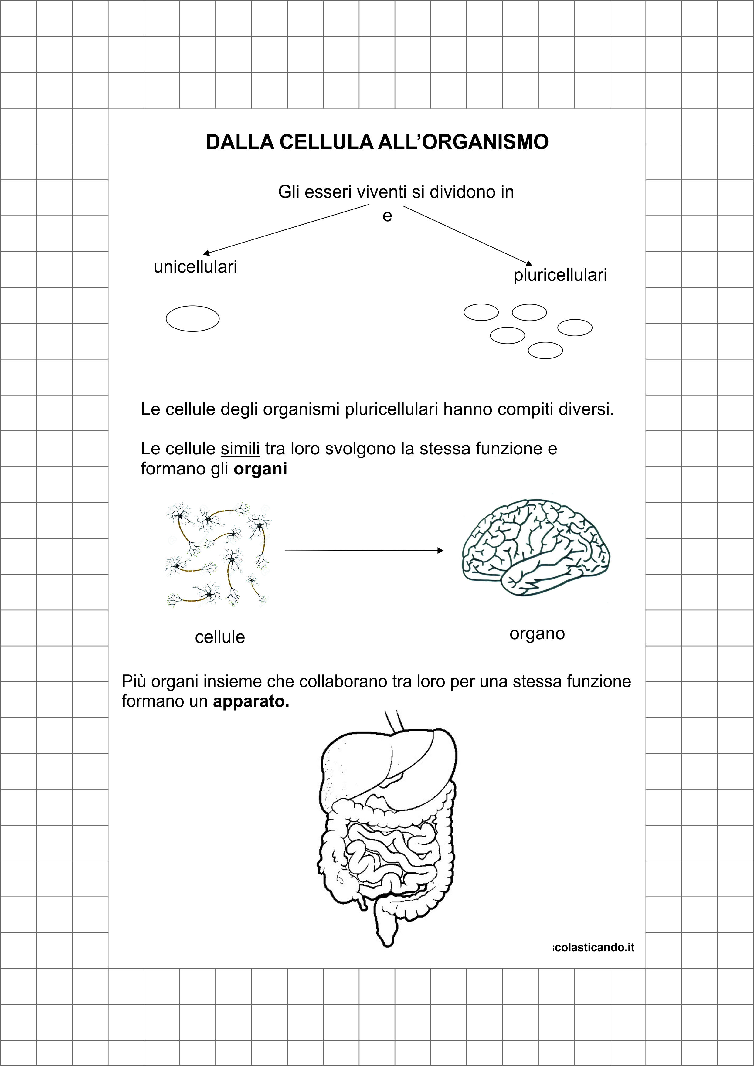 Classe Quinta Scienze Dalla Cellula All Organismo I Tessuti Gli Apparati Verifica Schede Da Scaricare