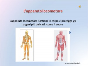 apparatolocomotore