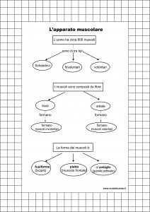 muscoli-mappa