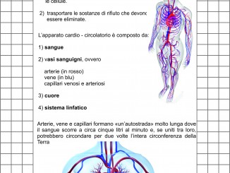 Scienze 5 Scolasticando It