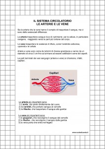 arterie e vene