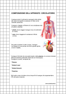 composizione apparato circolatorio