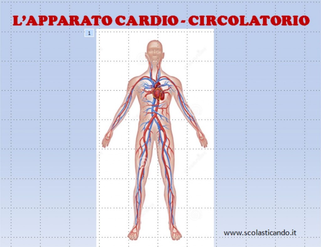 Classe Quinta Scienze L Apparato Cardio Circolatorio Videolezione Per Dsa E Bes